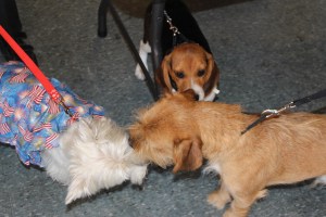 Pet Show via Coaldale VFW Auxiliary, Coaldale Fire Company, Coaldale, 9-28-2014 (11)