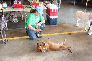 Pet Show via Coaldale VFW Auxiliary, Coaldale Fire Company, Coaldale, 9-28-2014 (118)
