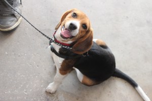 Pet Show via Coaldale VFW Auxiliary, Coaldale Fire Company, Coaldale, 9-28-2014 (128)