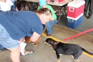 Pet Show via Coaldale VFW Auxiliary, Coaldale Fire Company, Coaldale, 9-28-2014 (129)
