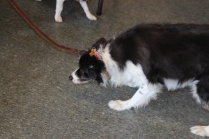 Pet Show via Coaldale VFW Auxiliary, Coaldale Fire Company, Coaldale, 9-28-2014 (19)