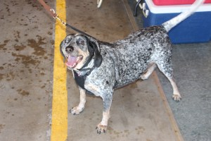 Pet Show via Coaldale VFW Auxiliary, Coaldale Fire Company, Coaldale, 9-28-2014 (21)