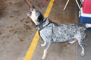 Pet Show via Coaldale VFW Auxiliary, Coaldale Fire Company, Coaldale, 9-28-2014 (22)