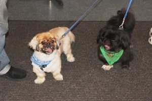 Pet Show via Coaldale VFW Auxiliary, Coaldale Fire Company, Coaldale, 9-28-2014 (25)