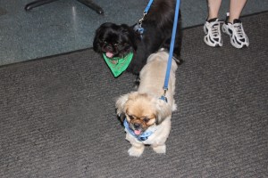Pet Show via Coaldale VFW Auxiliary, Coaldale Fire Company, Coaldale, 9-28-2014 (26)