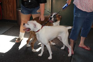 Pet Show via Coaldale VFW Auxiliary, Coaldale Fire Company, Coaldale, 9-28-2014 (27)