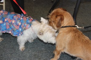Pet Show via Coaldale VFW Auxiliary, Coaldale Fire Company, Coaldale, 9-28-2014 (6)