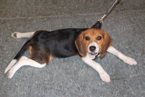 Pet Show via Coaldale VFW Auxiliary, Coaldale Fire Company, Coaldale, 9-28-2014 (69)