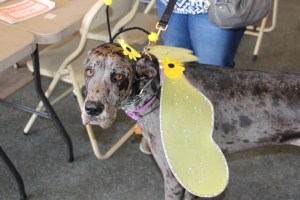 Pet Show via Coaldale VFW Auxiliary, Coaldale Fire Company, Coaldale, 9-28-2014 (70)