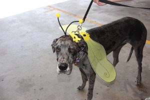 Pet Show via Coaldale VFW Auxiliary, Coaldale Fire Company, Coaldale, 9-28-2014 (71)