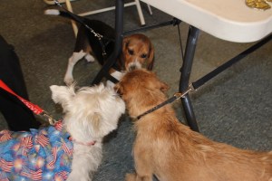 Pet Show via Coaldale VFW Auxiliary, Coaldale Fire Company, Coaldale, 9-28-2014 (9)