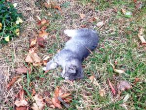 Bring Your Pet Inside, Dead Kitten, Dutch Hill, Tamaqua, 11-16-2014