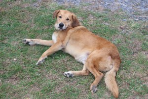 Haunted Hay Rides, Day and Night Photos, Owl Creek Reservoir, Tamaqua, 10-27-2014  (52)