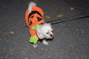 Trick Or Treat, Halloween, Tamaqua, 10-31-2014 (9)
