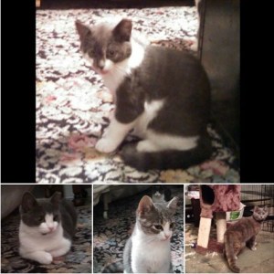 12-23-2014, Kitten Adoption, Pawsitively Purrfect, Mum's The Word Thrift Shop, Tamaqua