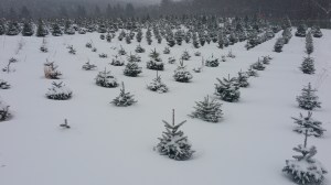 Donation of Christmas Trees, Schroeder's Tree Farm, Family Farm, Barnesville, 12-11-2014 (18)