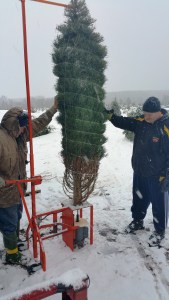 Donation of Christmas Trees, Schroeder's Tree Farm, Family Farm, Barnesville, 12-11-2014 (3)