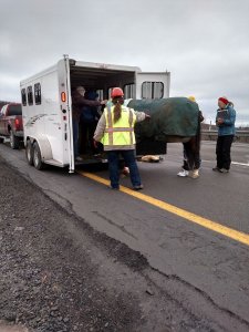 Horse Rescue, Interstate 81, Schuylkill County, 12-19-2014 (15)