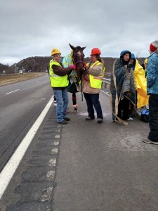 Horse Rescue, Interstate 81, Schuylkill County, 12-19-2014 (16)