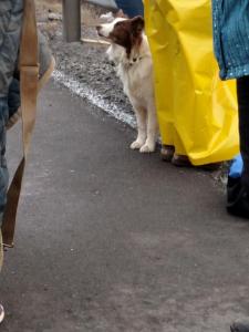 Horse Rescue, Interstate 81, Schuylkill County, 12-19-2014 (17)