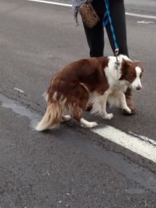 Horse Rescue, Interstate 81, Schuylkill County, 12-19-2014 (19)