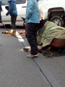 Horse Rescue, Interstate 81, Schuylkill County, 12-19-2014 (20)