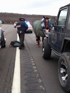 Horse Rescue, Interstate 81, Schuylkill County, 12-19-2014 (21)