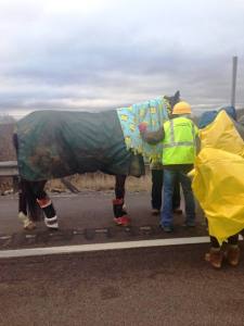 Horse Rescue, Interstate 81, Schuylkill County, 12-19-2014 (6)