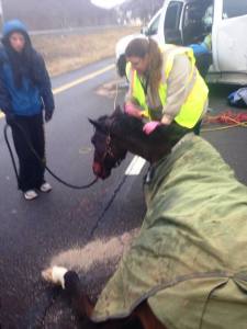 Horse Rescue, Interstate 81, Schuylkill County, 12-19-2014 (8)