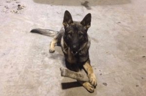 K 9 Troy, West Penn Township Police