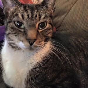 Cat Found, via Kelly Stark, Dutch Hill, Tamaqua, Jan 2015