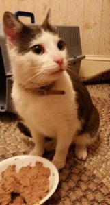 Collared Cat Found in Dutch Hill, Tamaqua, 1-28-2015 (1)