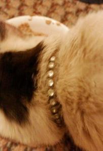 Collared Cat Found in Dutch Hill, Tamaqua, 1-28-2015 (2)