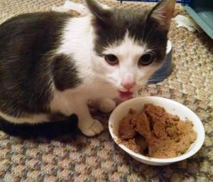 Collared Cat Found in Dutch Hill, Tamaqua, 1-28-2015 (4)