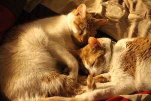 Pictured are two cats cuddling together at a Tamaqua home.