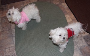 Two Dogs Found in East East, Tamaqua, 1-18-2015