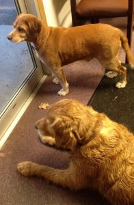 Two Dogs Found in Hometown, 1-20-2015