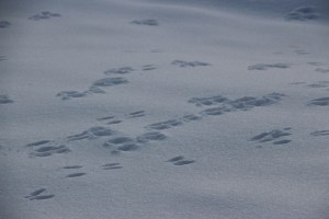 Bunny Tracks, Foot Prints, in Snow, Dutch Hill, Tamaqua, 2-11-2015 (3)