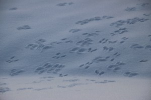 Bunny Tracks, Foot Prints, in Snow, Dutch Hill, Tamaqua, 2-11-2015 (4)