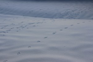 Bunny Tracks, Foot Prints, in Snow, Dutch Hill, Tamaqua, 2-11-2015 (8)