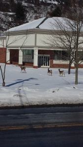 Roaming Deer, by Michelle Germann-Green, old CVS building, East Broad Street, Tamaqua, 2-17-2015 (1)