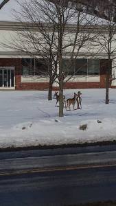 Roaming Deer, by Michelle Germann-Green, old CVS building, East Broad Street, Tamaqua, 2-17-2015 (2)