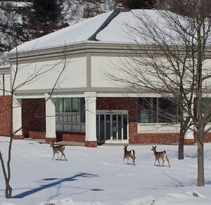 Special to TamaquaArea.com / Michelle Germann-Green