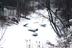 Snow Photos, Little Schuylkill River, Along SR309, Tamaqua, 2-21-2015 (10)