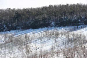 Snow Photos, Tamaqua, 2-23-2015 (62)