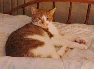 3-25-2015, Missing Cat, Lafayette Street, Tamaqua