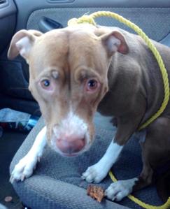 Special to TamaquaArea.com