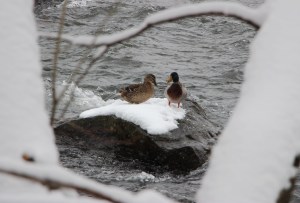 Ducks, Little Schuylkill River, Tamaqua, 3-20-2015 (59)
