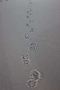 Foot Prints, Tracks, in Snow, Sleet, Parking Lot, Hometown Commons, Hometown, 3-3-2015 (1)