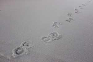 Foot Prints, Tracks, in Snow, Sleet, Parking Lot, Hometown Commons, Hometown, 3-3-2015 (15)
